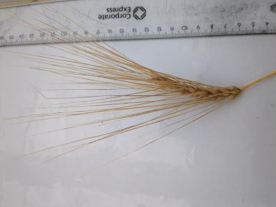 Click for 2 image(s) for this accession. SPIKE